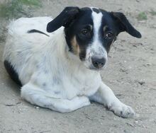 JUANITA, Hund, Mischlingshund in Duisburg - Bild 31