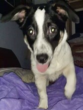 JUANITA, Hund, Mischlingshund in Duisburg - Bild 36