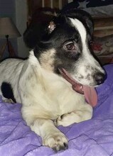 JUANITA, Hund, Mischlingshund in Duisburg - Bild 37