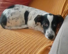 JUANITA, Hund, Mischlingshund in Duisburg - Bild 39