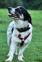 JUANITA, Hund, Mischlingshund in Duisburg - Bild 4