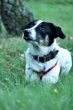 JUANITA, Hund, Mischlingshund in Duisburg - Bild 5