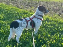 JUANITA, Hund, Mischlingshund in Duisburg - Bild 6
