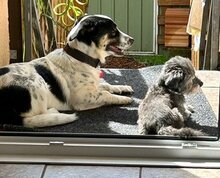 JUANITA, Hund, Mischlingshund in Duisburg - Bild 8