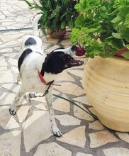 BELLA, Hund, Mischlingshund in Griechenland - Bild 10