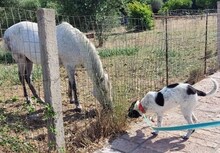 BELLA, Hund, Mischlingshund in Griechenland - Bild 11