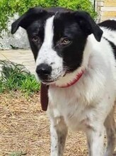 BELLA, Hund, Mischlingshund in Griechenland - Bild 3