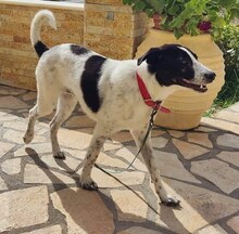 BELLA, Hund, Mischlingshund in Griechenland - Bild 4