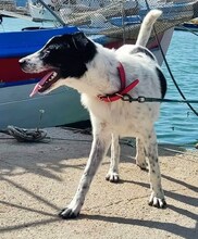 BELLA, Hund, Mischlingshund in Griechenland - Bild 6