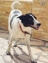BELLA, Hund, Mischlingshund in Griechenland - Bild 8