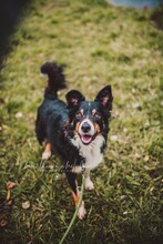 SANTO, Hund, Mischlingshund in Slowakische Republik - Bild 1