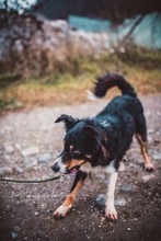 SANTO, Hund, Mischlingshund in Slowakische Republik - Bild 18