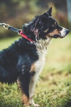 SANTO, Hund, Mischlingshund in Slowakische Republik - Bild 19