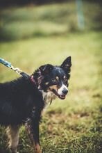 SANTO, Hund, Mischlingshund in Slowakische Republik - Bild 8