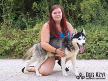 SHADOW, Hund, Mischlingshund in Slowakische Republik - Bild 10
