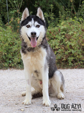 SHADOW, Hund, Mischlingshund in Slowakische Republik - Bild 5
