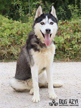 SHADOW, Hund, Mischlingshund in Slowakische Republik - Bild 6