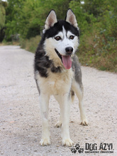 SHADOW, Hund, Mischlingshund in Slowakische Republik - Bild 7