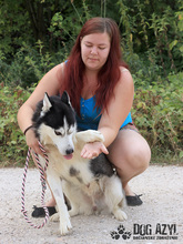 SHADOW, Hund, Mischlingshund in Slowakische Republik - Bild 9