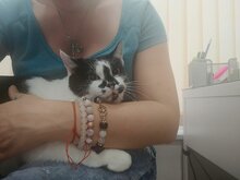 HARLEYQUEEN, Katze, Hauskatze in Bulgarien - Bild 2