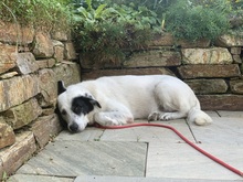 ELISA, Hund, Mischlingshund in Sulzemoos