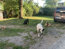 ELISA, Hund, Mischlingshund in Sulzemoos - Bild 4