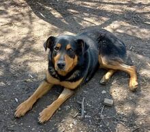 CARA, Hund, Rottweiler-Mix in Rumänien - Bild 1