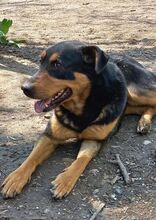 CARA, Hund, Rottweiler-Mix in Rumänien - Bild 7