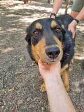 CARA, Hund, Rottweiler-Mix in Finnentrop - Bild 3