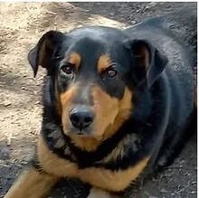 CARA, Hund, Rottweiler-Mix in Finnentrop - Bild 4