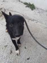 KIKO, Hund, Mischlingshund in Rumänien - Bild 2
