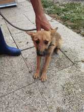 BIBI, Hund, Mischlingshund in Rumänien - Bild 1