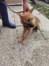 BIBI, Hund, Mischlingshund in Rumänien - Bild 5