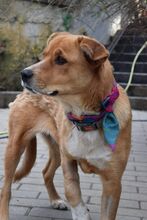 FRANNY, Hund, Mischlingshund in Rumänien - Bild 5