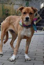 FRANNY, Hund, Mischlingshund in Rumänien - Bild 7