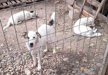 SCOTTY, Hund, Mischlingshund in Rumänien - Bild 12