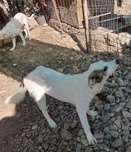 SCOTTY, Hund, Mischlingshund in Rumänien - Bild 13
