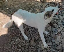 SCOTTY, Hund, Mischlingshund in Rumänien - Bild 2