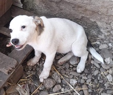SCOTTY, Hund, Mischlingshund in Rumänien - Bild 6