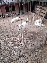 SCOTTY, Hund, Mischlingshund in Rumänien - Bild 8
