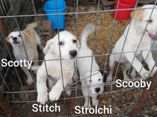SCOOBY, Hund, Mischlingshund in Rumänien - Bild 10
