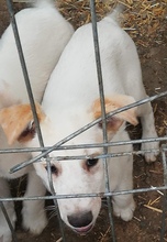 SCOOBY, Hund, Mischlingshund in Rumänien - Bild 11