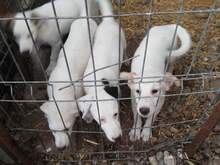 SCOOBY, Hund, Mischlingshund in Rumänien - Bild 12