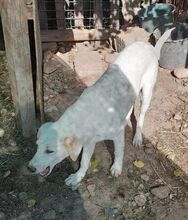 SCOOBY, Hund, Mischlingshund in Rumänien - Bild 2
