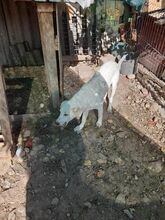 SCOOBY, Hund, Mischlingshund in Rumänien - Bild 6