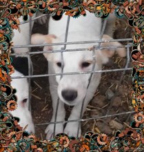 SCOOBY, Hund, Mischlingshund in Rumänien - Bild 9