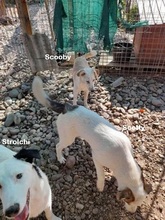 STROLCHI, Hund, Mischlingshund in Rumänien - Bild 9