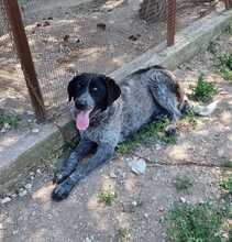 GINA, Hund, Mischlingshund in Griechenland - Bild 1