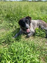 GINA, Hund, Mischlingshund in Griechenland - Bild 11