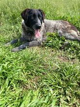 GINA, Hund, Mischlingshund in Griechenland - Bild 12